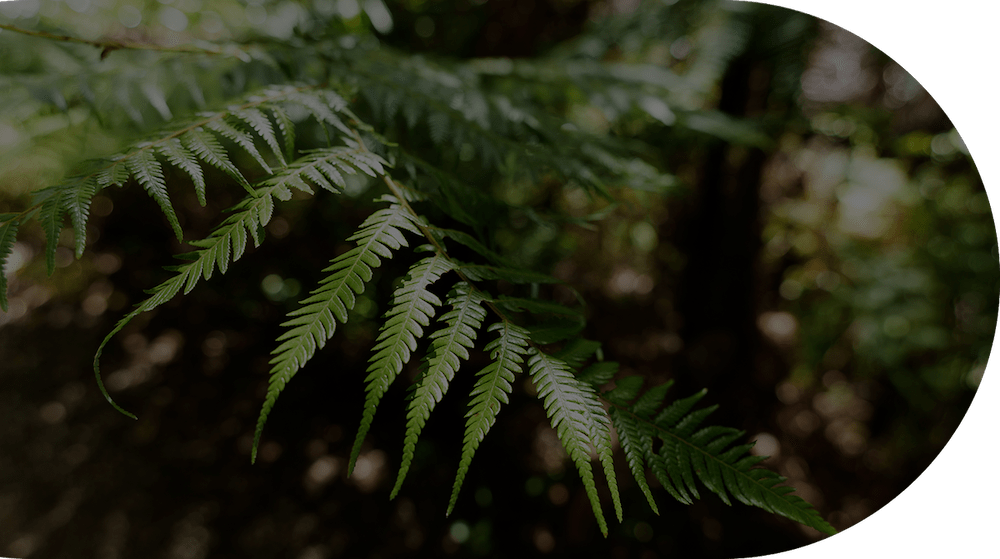 Fern