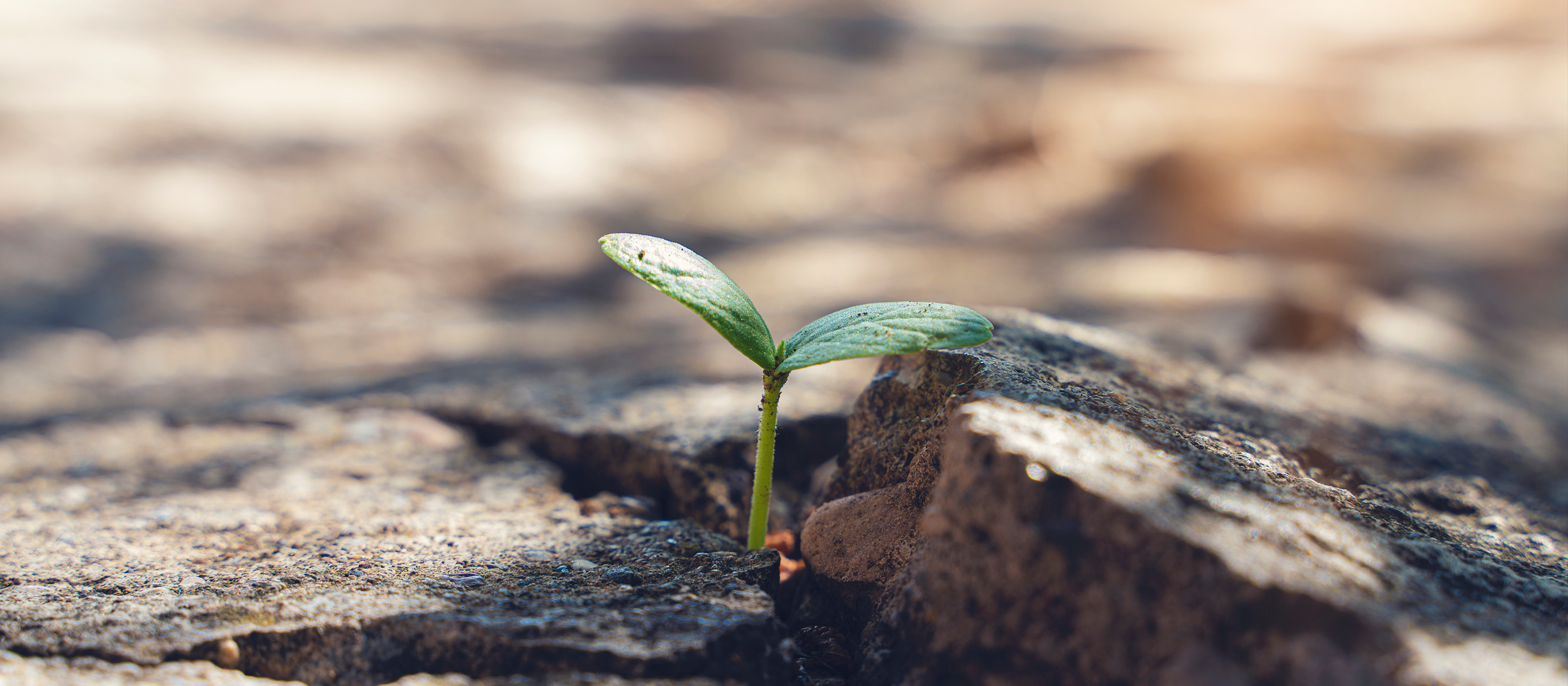 Wellness tip: Cultivating Emotional Resilience